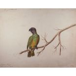 English School, 1816, "Senegal Parrot", watercolour and bodycolour on wove paper watermarked "