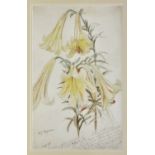 William John Caparne (British, 1856-1940), Lilium Sulphureum, watercolour, signed lower left,