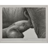 Gary Hodges (British, b.1954), 'Baby African Elephant Suckling', limited edition monochrome print on