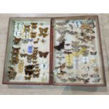 A collection of butterflies & moths mounted in hinged mahogany box
