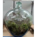 A glass carboy, planted