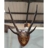 A mounted pair of two pronged antlers with section of skull attached mounted on a wooden shield