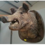 A taxidermy stuffed and mounted wild boar's head, on oak plaque, 50cm, head length 48cm