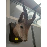 A small antelope's head with horns mounted on wooden wall bracket