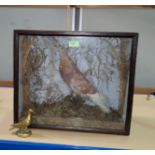 An early 20th century taxidermy model of a racing pigeon in glazed front case 39x46cm and a small