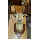 An Edwardian period Reindeer Head on a wooden shield shaped wall mount, glass eyes and antlers (