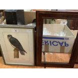 Two watercolour drawings of birds of prey by Miles Hopper and an inlaid mahogany mirror