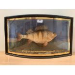 Vintage Taxidermy. A perch caught by G. Fletcher, Borobridge, 26-8-27. Weight 2lbs ½oz. The fish