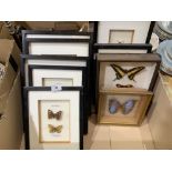 A collection of cased butterflies