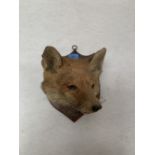 A mounted taxidermy fox head