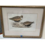 After J & E Gould. A pair of hand coloured lithographs from Birds of Europe 1870. 13' x 20½'. Framed