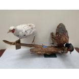 Two Taxidermy pheasants mounted on a branch. 32' long