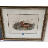 After John Gould. A hand coloured lithograph from Birds of Great Britain. 14' x 21'