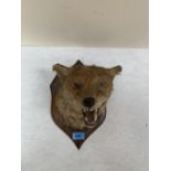 A mounted taxidermy fox head bearing trade label of H. Murray + Son