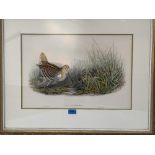 After John Gould. A coloured Lithograph, Great Snipe, from 'Birds of Great Britain'. Framed and