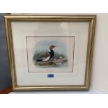 After Henry Dresser. A pair of coloured lithographs from Birds of Europe 1873. Framed and mounted.