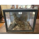 Vintage Taxidermy. A cased woodcock mounted in a naturalistic setting against a painted backdrop.