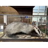 A taxidermy badger in glazed display case. 36' wide