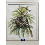 SHEILA M. GRADY. BRITISH 20TH CENTURY Siskin on Nest. Signed, inscribed verso. Watercolour 12½' x