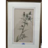 ENGLISH SCHOOL. 19TH CENTURY Botanical study of a thistle. Signed monogram and dated 1895.