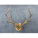 A SET OF MOUNTED ANTLERS