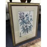 A LOT OF FOUR FRAMED BOTANICAL PRINTS