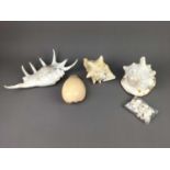 A LOT OF FOUR CONCH SHELLS AND OTHER SMALLER SHELLS