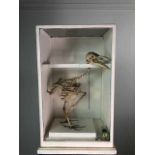 A CASED SKELETON OF A BIRD