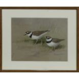 LITTLE RINGED PLOVER, A WATERCOLOUR BY ROLAND GREEN