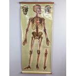 A LARGE VINTAGE ANATOMICAL CHART