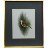 COCK YELLOWHAMMER, BY RAYMOND WATSON