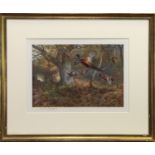 AUTUMN FLIGHT, A PRINT BY ARCHIBALD THORBURN