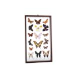 A LATE VICTORIAN LEPIDOPTERA DISPLAY