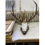 A PAIR OF FIVE POINT STAG  ANTLERS ON WOOD SHIELD, 77CM W APPROX, AND  THREE GOURDS, 80CM H AND