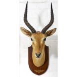 TAXIDERMY. GAZELLE, 1912, FULL HEAD WITH  HORNS AND GLASS EYES MOUNTED ON OAK SHIELD INSCRIBED MAJOR