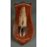 TAXIDERMY. DEER SLOT MOUNTED ON OAK SHIELD, INSCRIBED IN WHITE DEVON & SOMERSET STAGHOUNDS KILLED IN