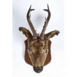 TAXIDERMY.   ROE DEER,  EARLY 20TH C, FULL HEAD WITH ANTLERS AND GLASS EYES, ON OAK SHIELD,