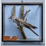 Vintage Taxidermy. Cuckoo, 1954, perched on a branch before blue painted background, in wall hanging