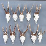 Sporting trophies. Ten roebuck skulls and antlers Good conditon