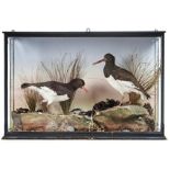 Victorian Taxidermy. Two oystercatchers, c1900, realistically mounted in an appropriate coastal