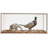Vintage Taxidermy. Pale Pheasants, 20th c, mounted on a ground of woodland litter, the light wood