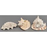 Conchology. Two horned helmet conch shells and one other (3) As image