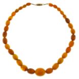A necklace of 32 amber beads, 25g Good condition