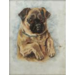 An Edwardian picture of a pug dog,  in a blue ribbon with bell, oil on white opaque glass, 21.5 x