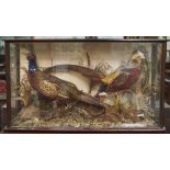 Taxidermy. Pheasants, early 20th c, realistically mounted before branches and bracken, in glazed