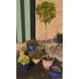 Four blue glazed garden pots.  another with standard bay in faux terracotta pot, a concrete