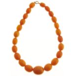 A necklace of twenty three amber beads, 64g Good condition