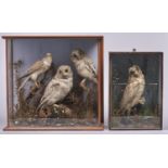 Edwardian Taxidermy. Three birds, including two owls and a single owl, realistically mounted
