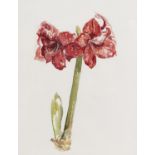 Edward Moody, fl late 20th century - Amaryllis, watercolour, 73 x 56cm Good condition pigments fresh