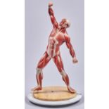 Anatomy. A Somso painted plastic male ecorche figure, on a wood and marble turntable, 54.5cm h
